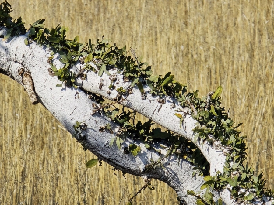 Commercial Property for Sale in Kenhardt Northern Cape